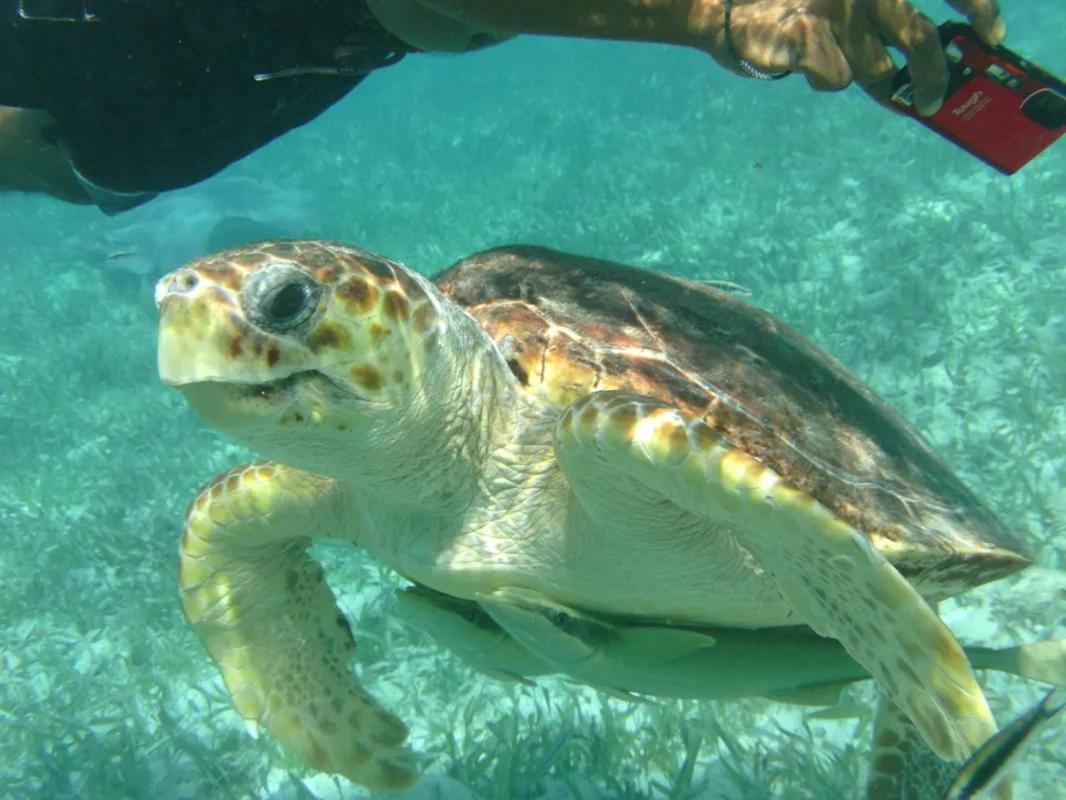 Tropical Paradise Express Caye Caulker Dış mekan fotoğraf